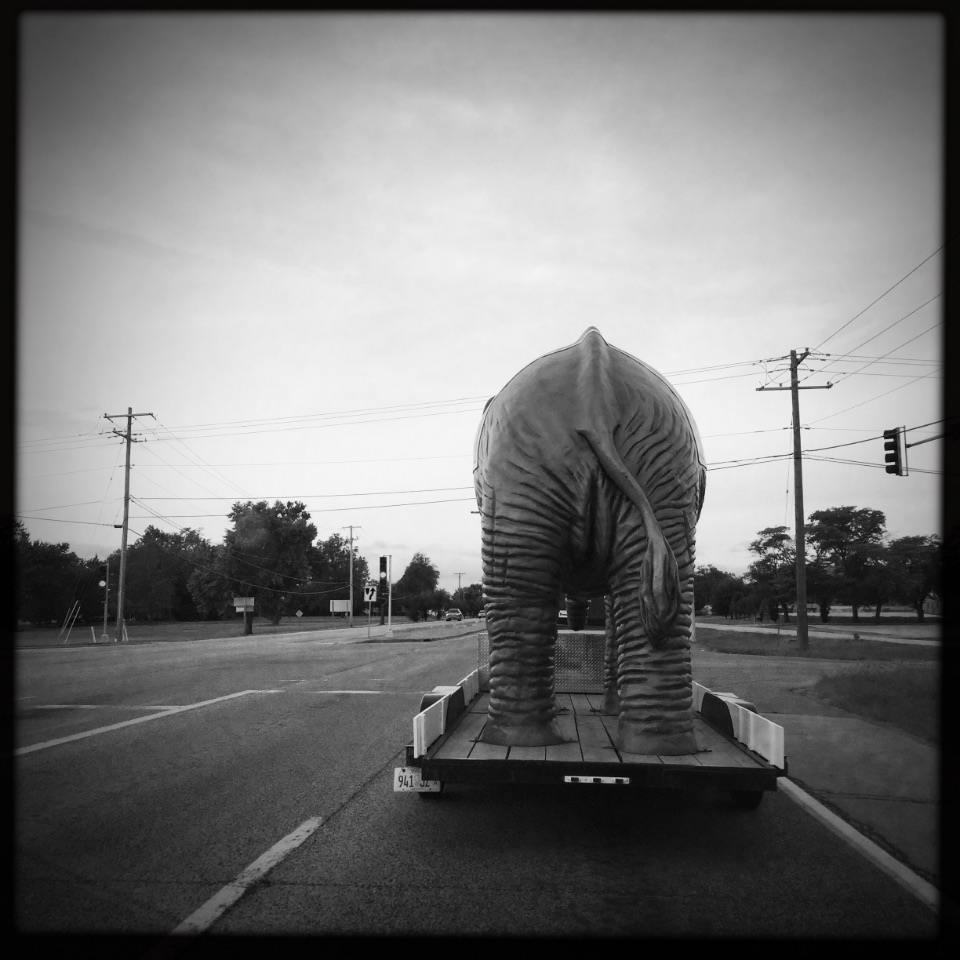The Rock Island County Republican's parade elephant en route to someplace on Sunday.