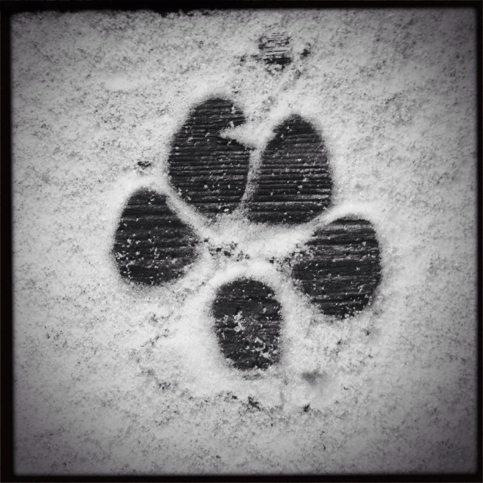 Puppy paw print in snow